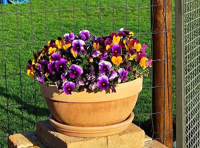 Casa Montefiore 13 Iris Lt Nella Tranquilla Campagna Marchigiana Apartment